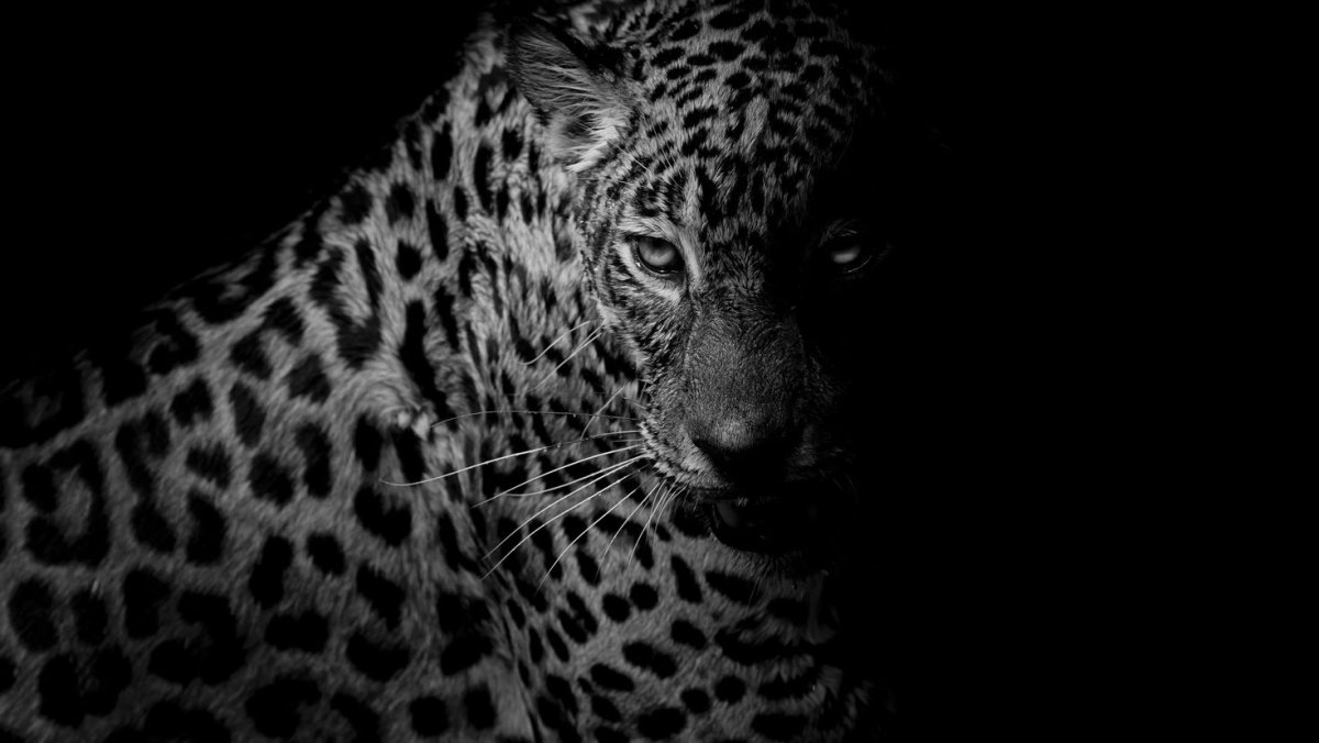 Черный леопард и черный Ягуар