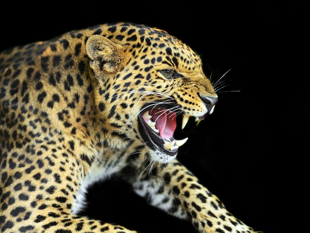 Пантера и леопард