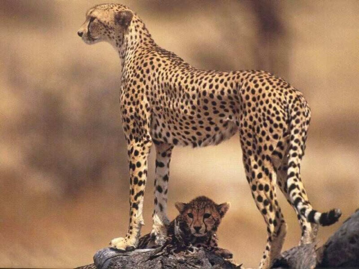 Новорожденный Ягуар