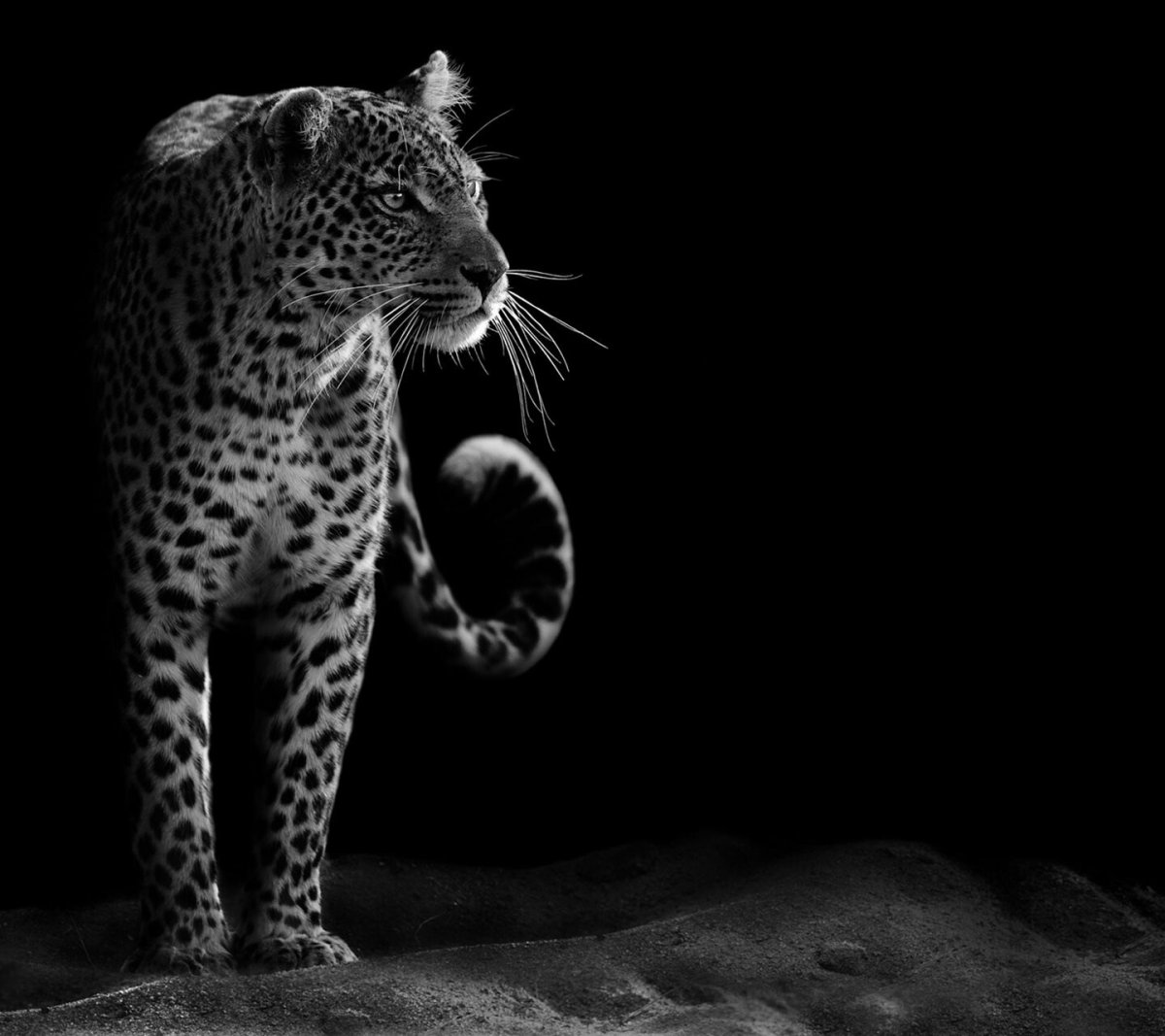 Яйца яванского леопарда