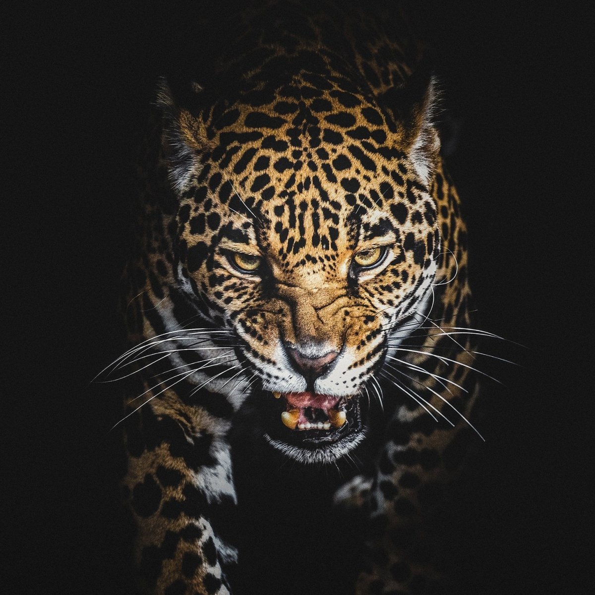 Ягуар рычит