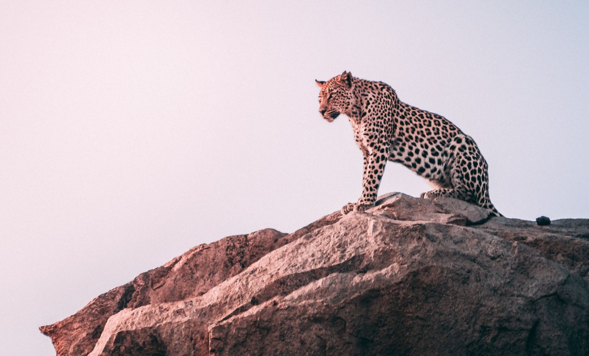 Ночные леопарды