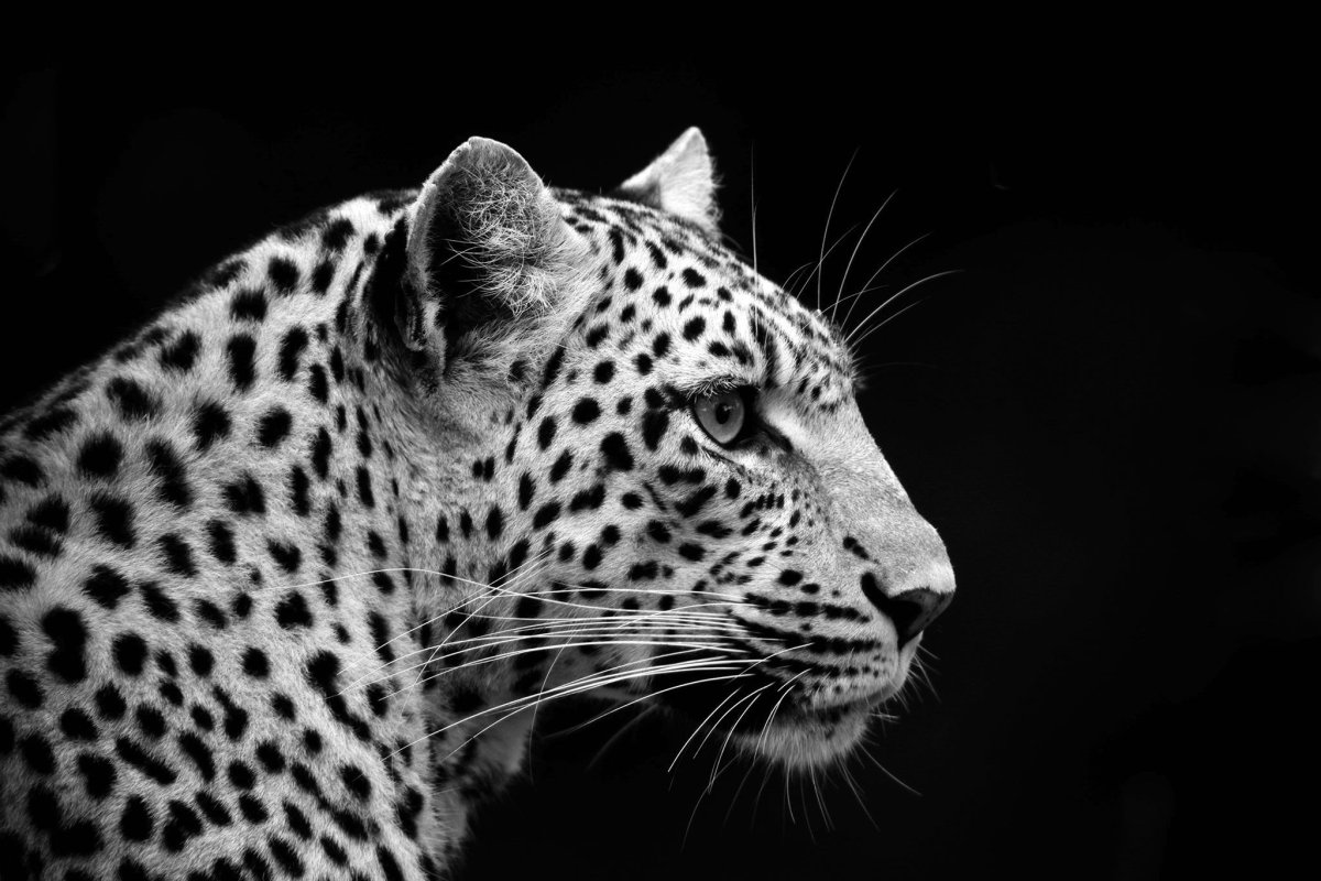 Черный гепард