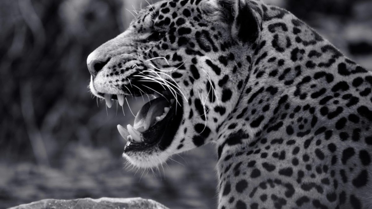 Ягуар Наоми и леопард Цезарь