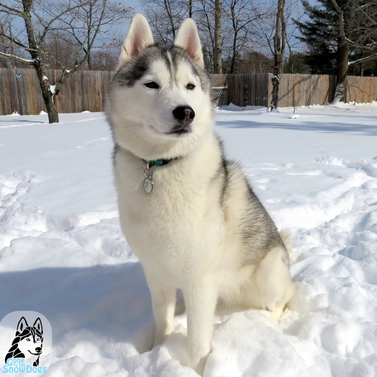 Сибирский хаски маленький