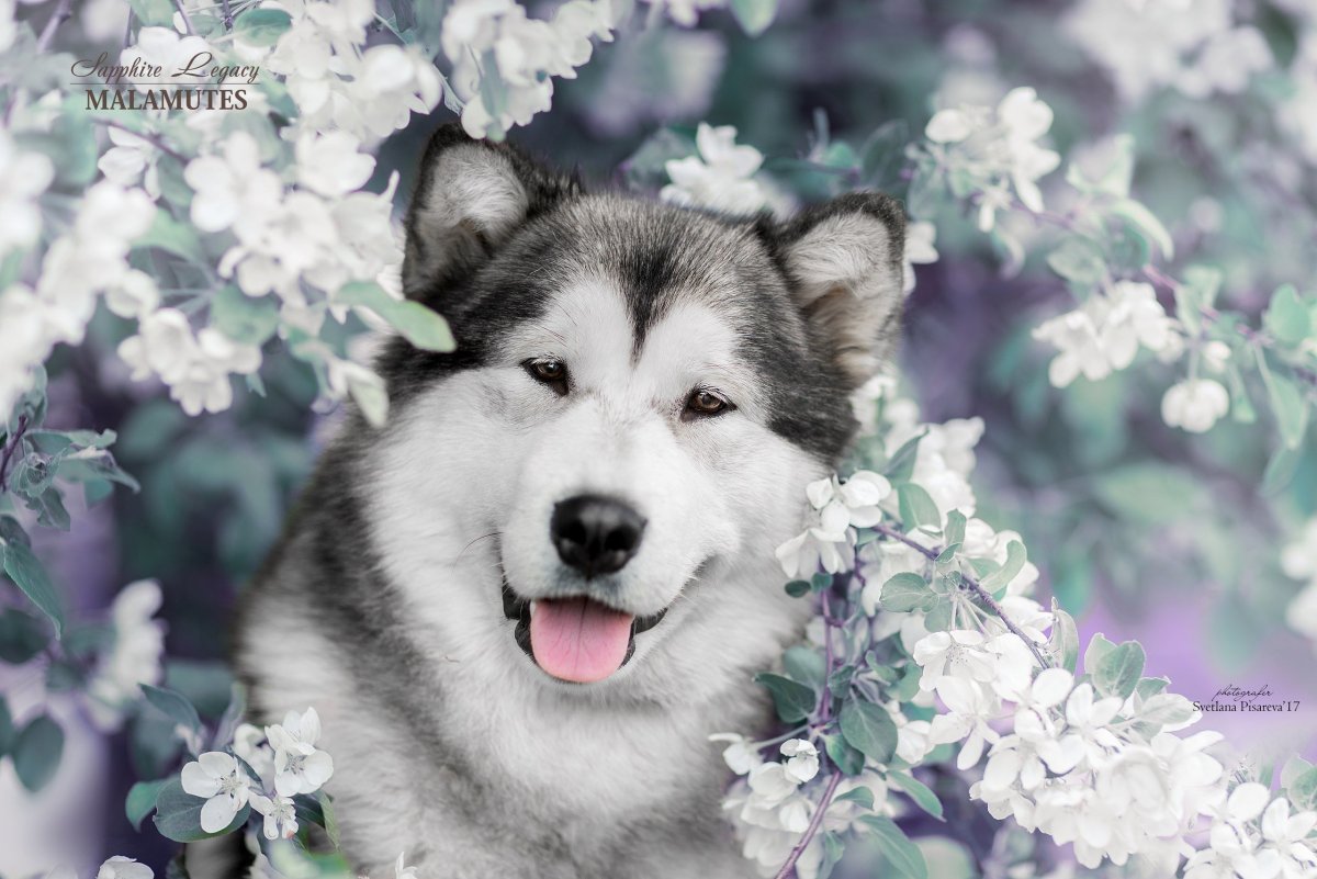 Alaskan Malamute Puppy