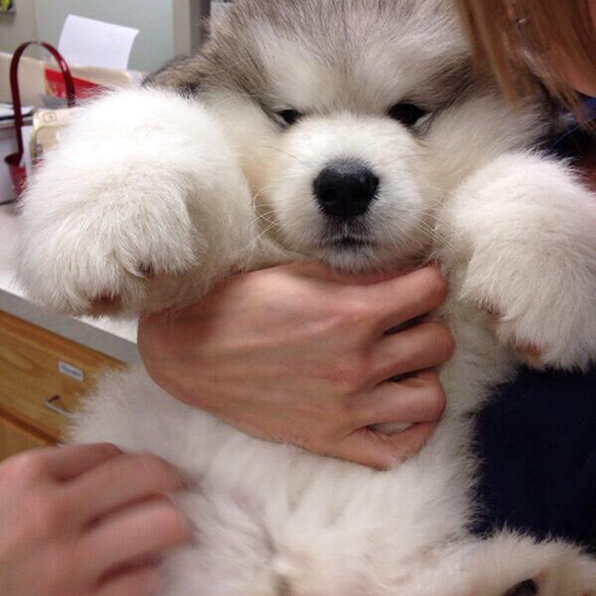 Красивые собаки породистые большие