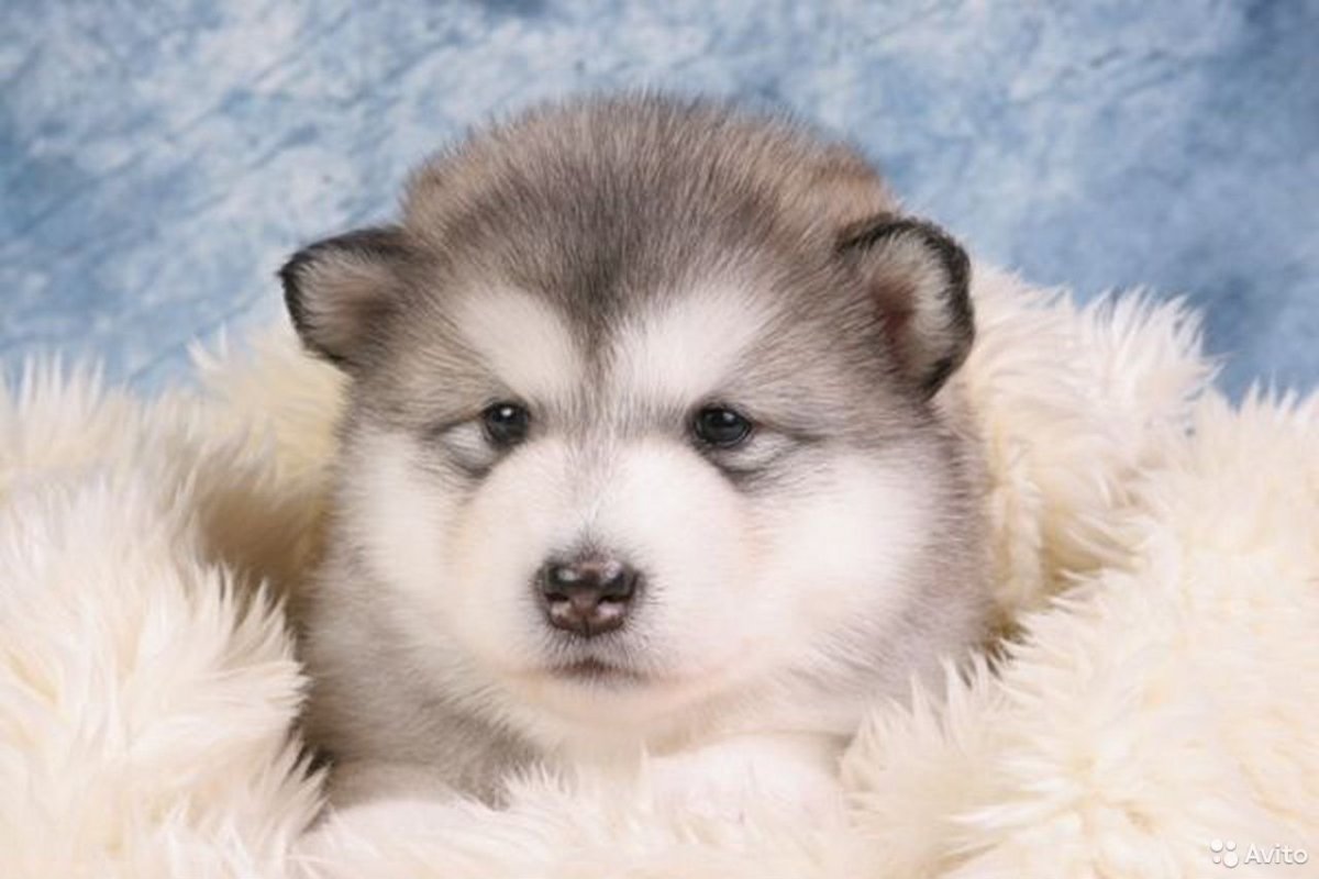 Аляскинский маламут