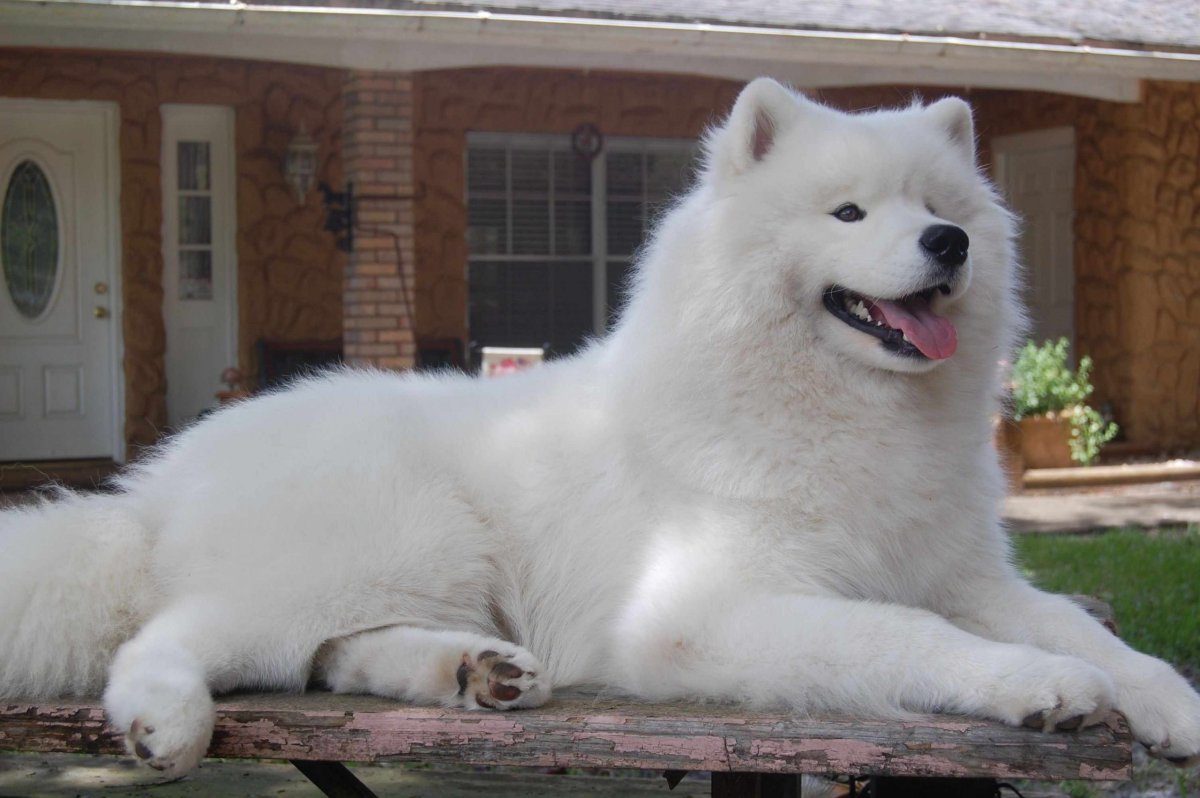 Западно-Сибирская лайка самоед