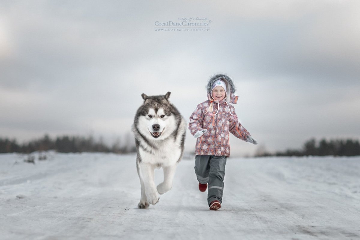 Маламут пушистый