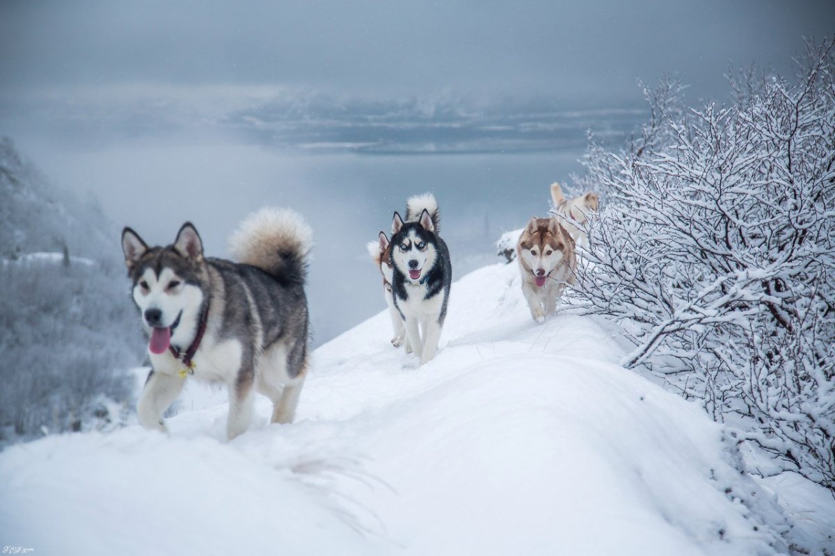 Аляскинский маламут щенок пушистый