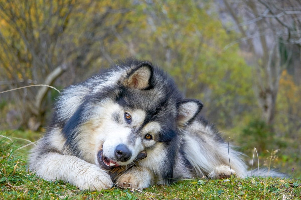 Аляскинский маламут серый