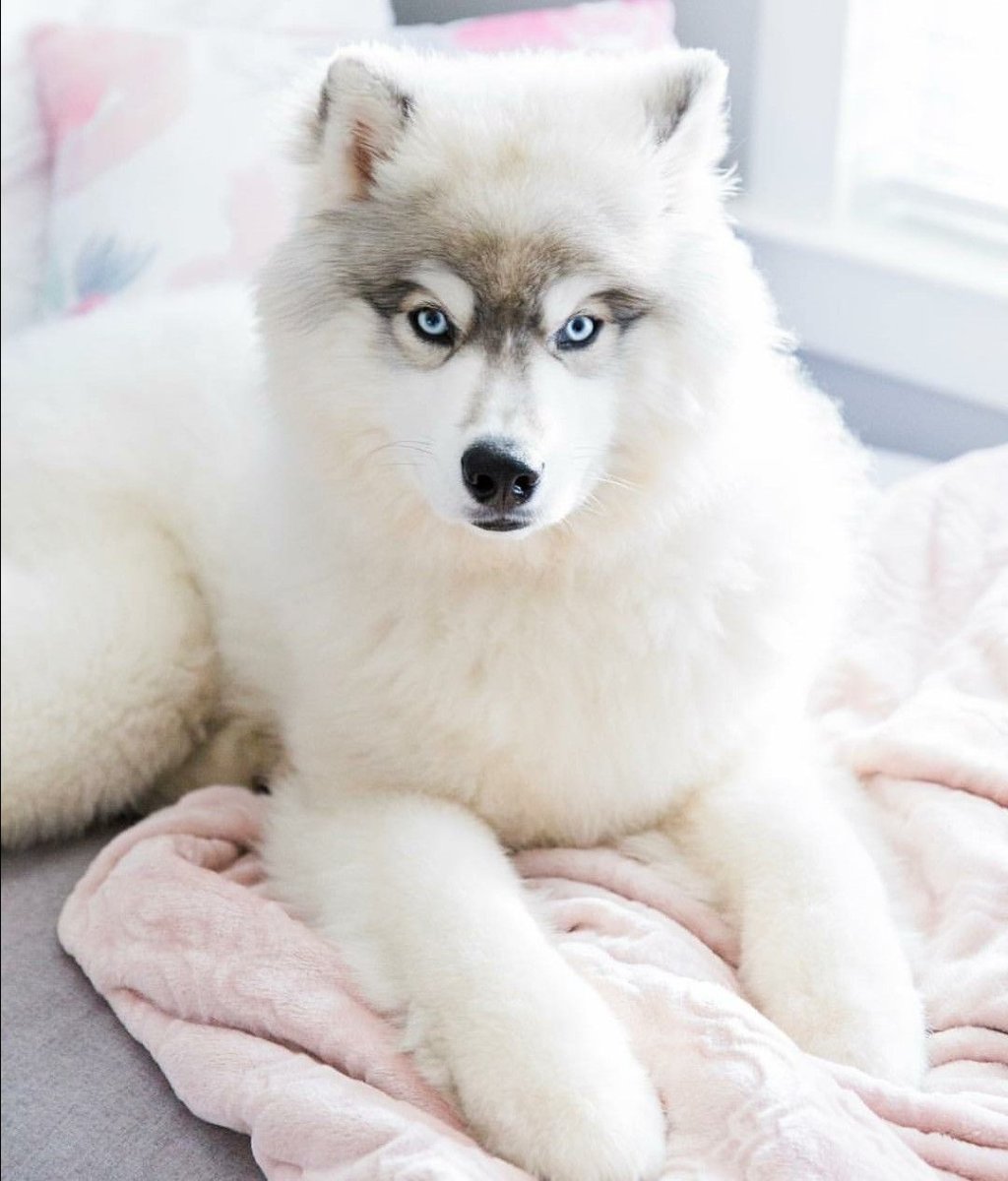 Аляскинский маламут