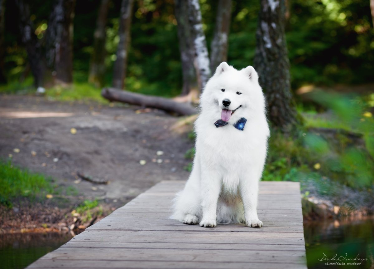 Толстый Сибирский хаски