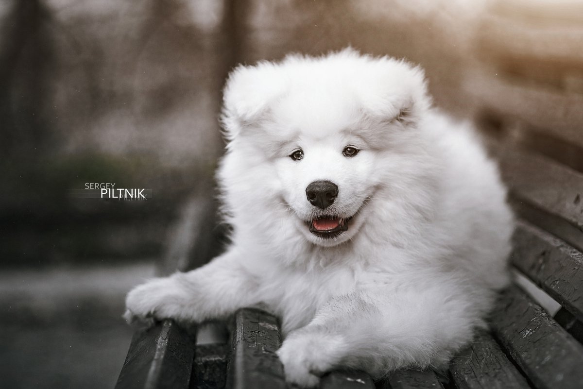 Джессика маламут