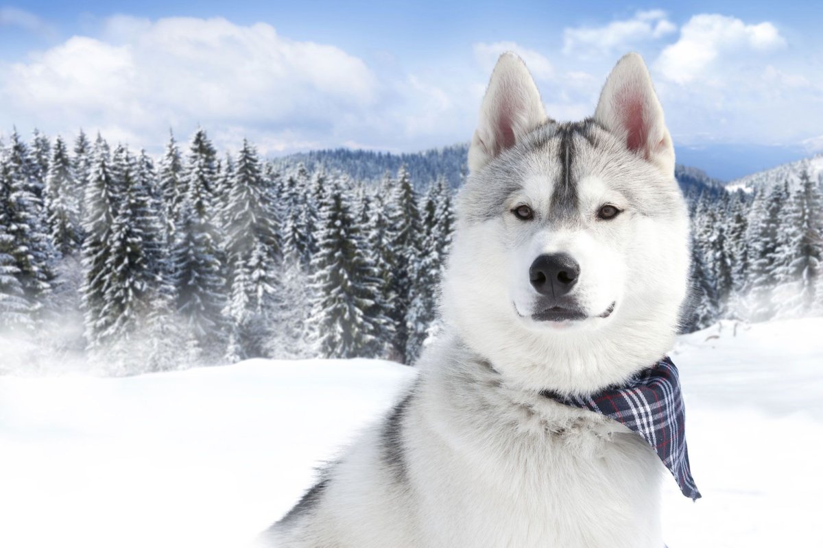 Сибириан микс хаски