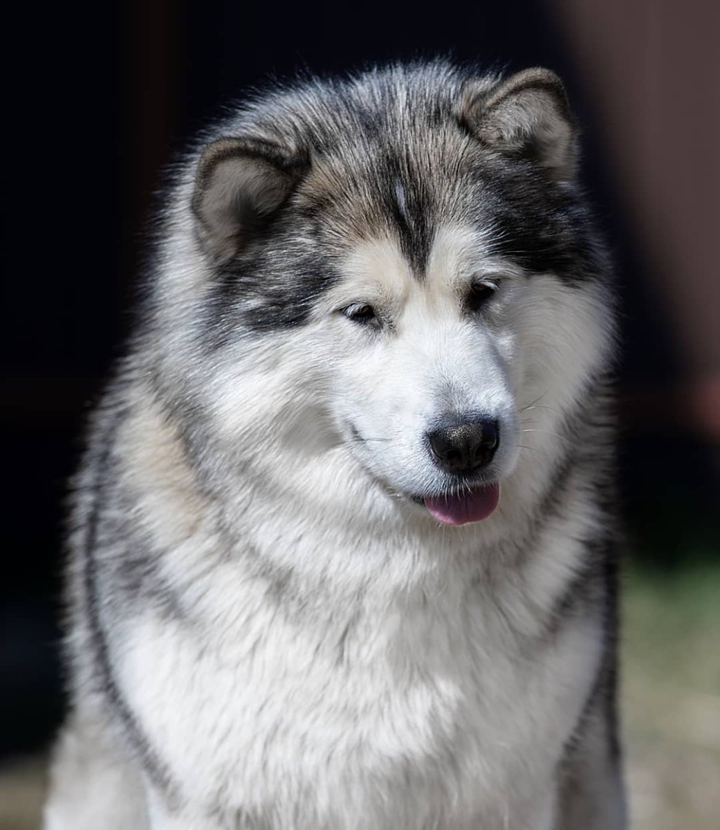 Сибирский хаски альбинос