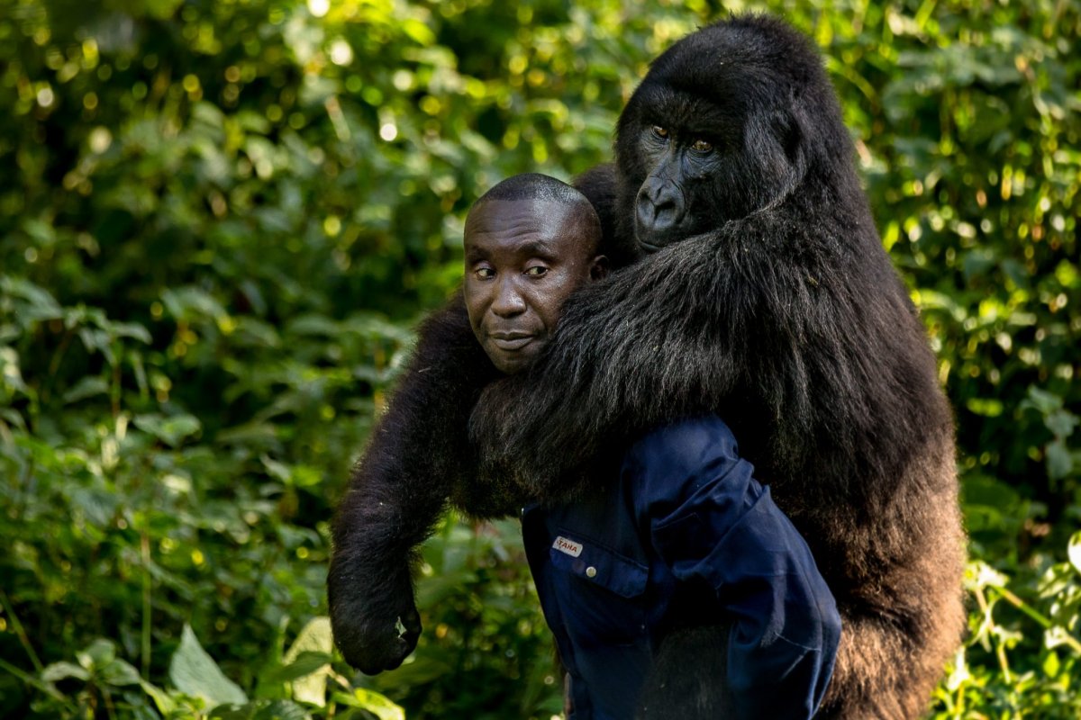 Тетя горилла если хотите стать сильными детки. Горилла и шимпанзе. Горилла в Конго Брент Стиртон 2007. Горилла и человек. Шимпанзе рядом с человеком.