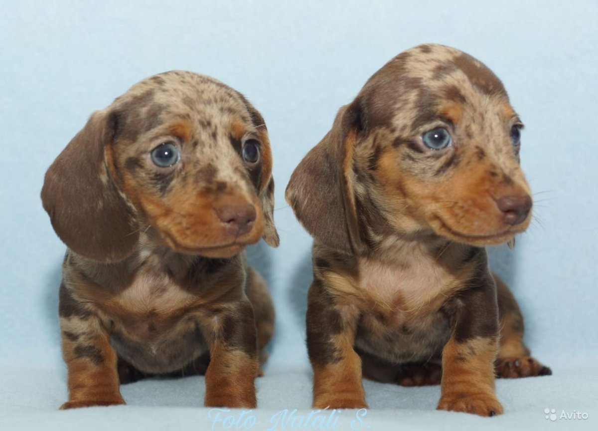 Кофейно мраморная такса