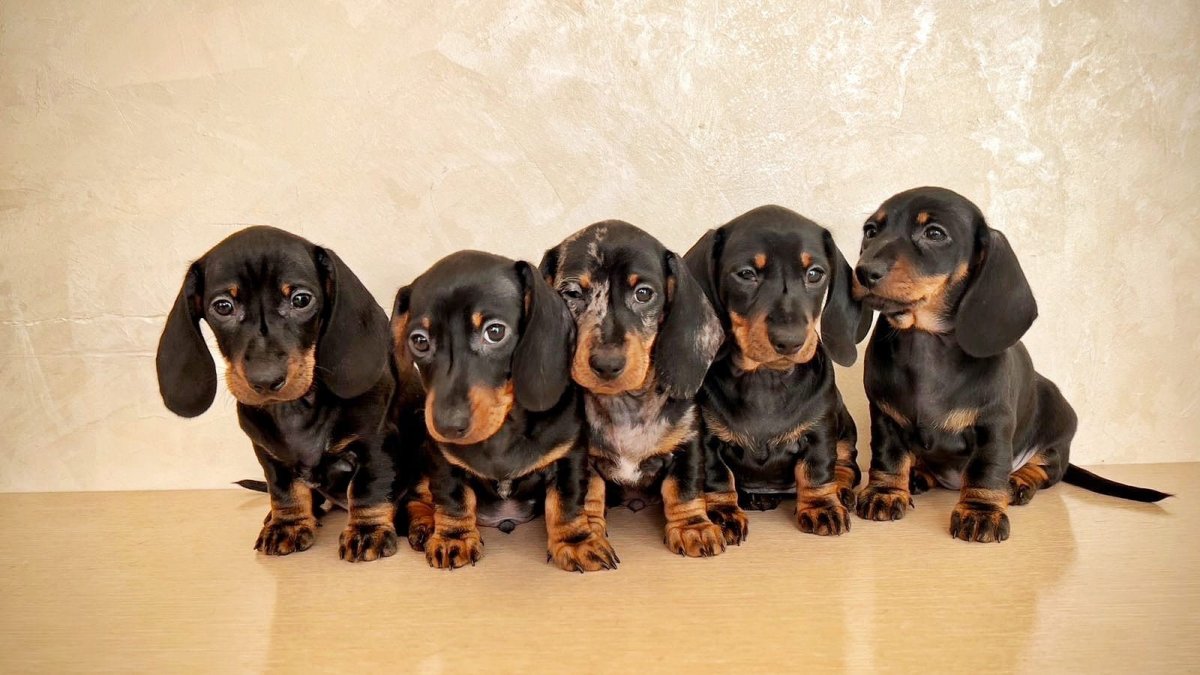 Такса черный мрамор