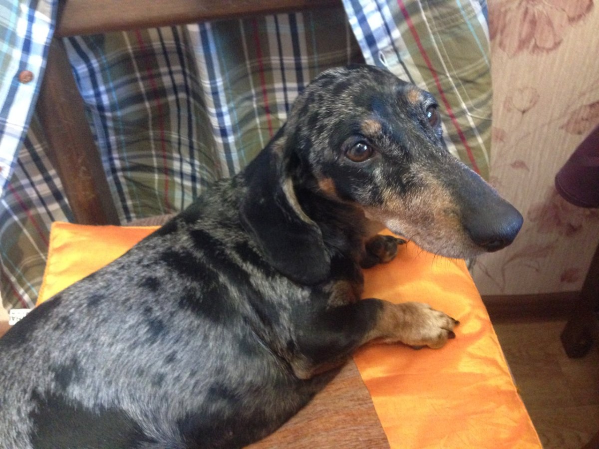 Леопардовая такса