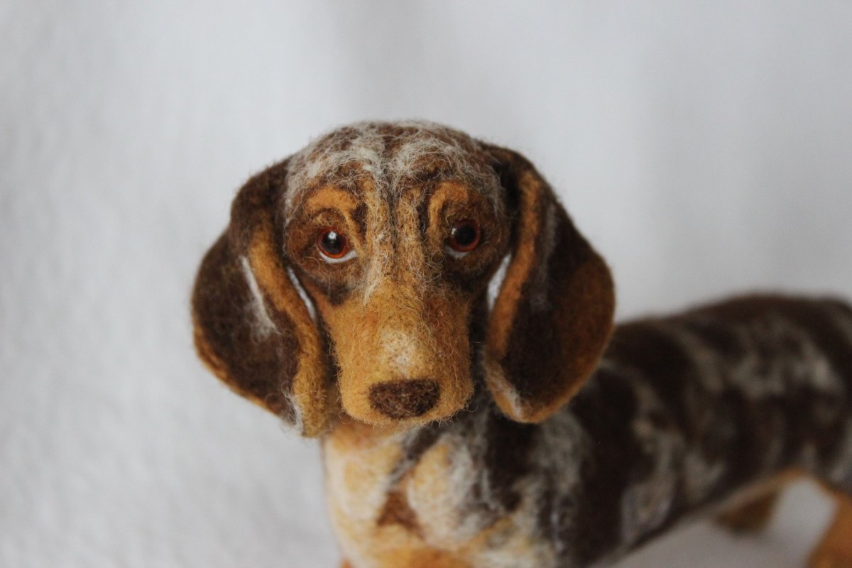 Кроличья такса мраморная