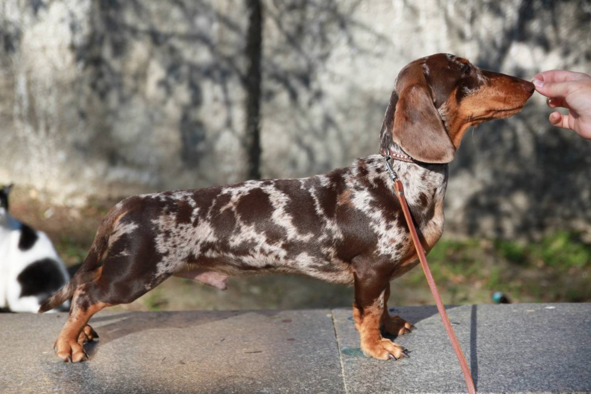 Мраморная голубоглазая такса