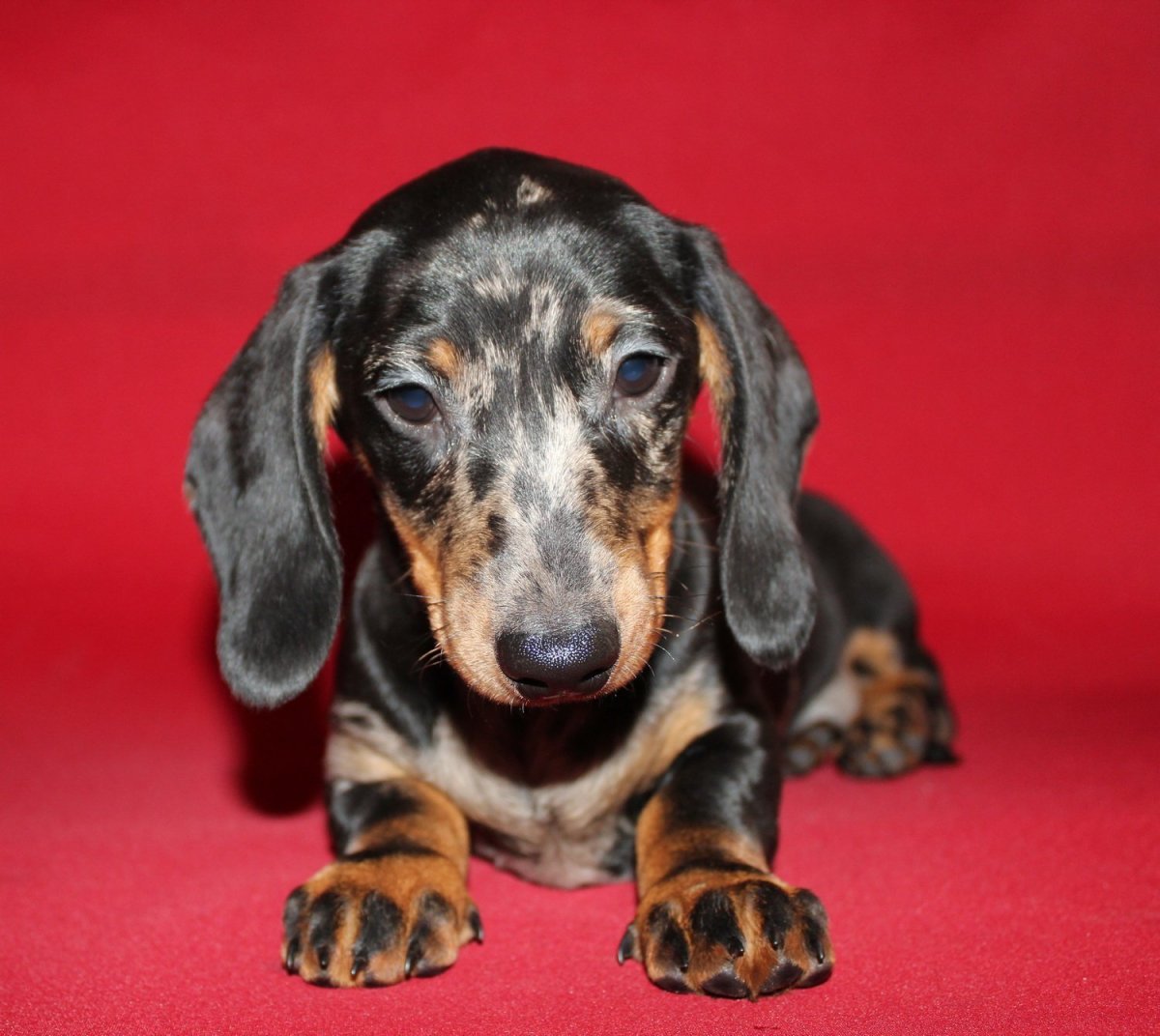 Дабл Мерль такса