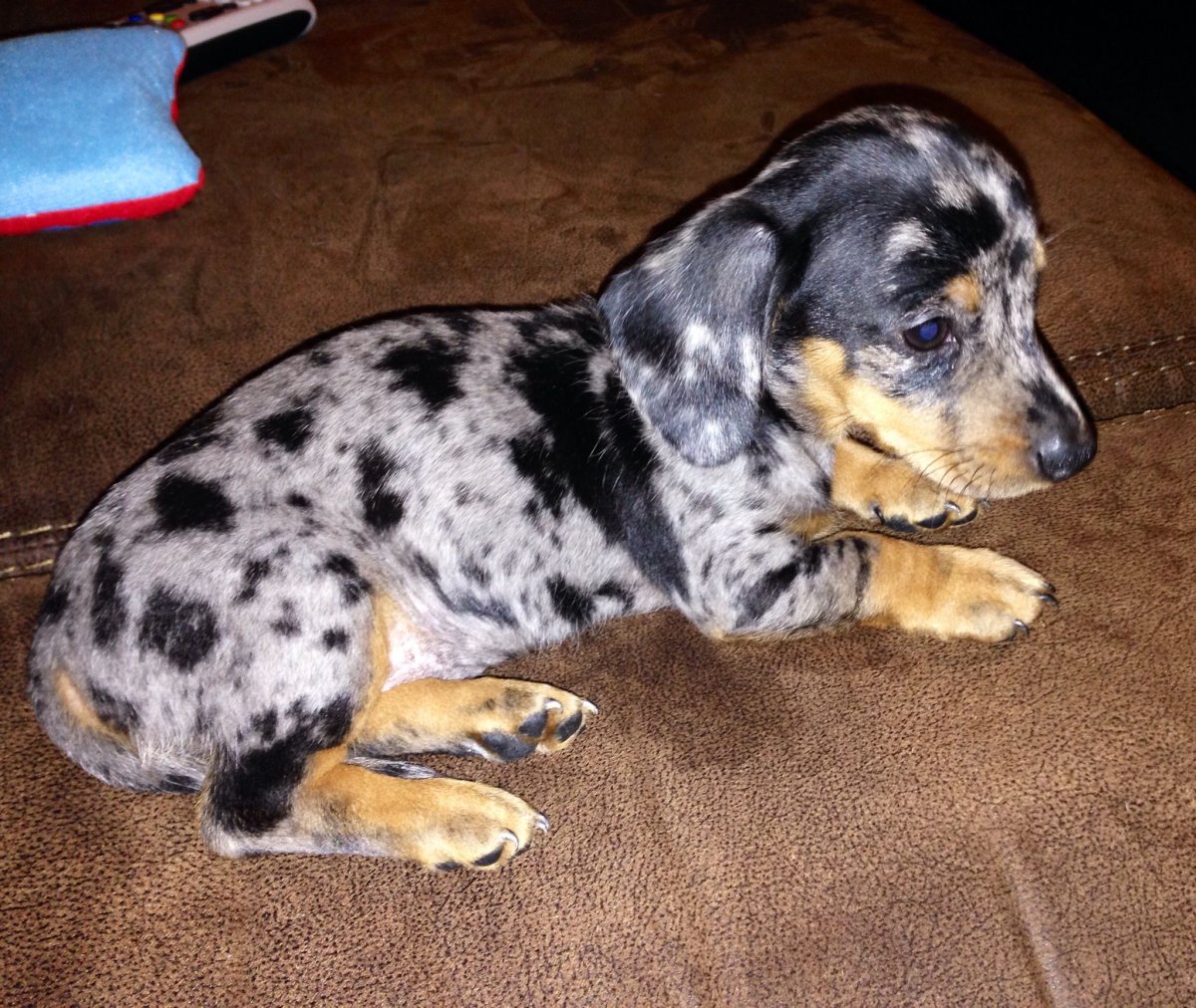 Мраморная такса с голубыми глазами