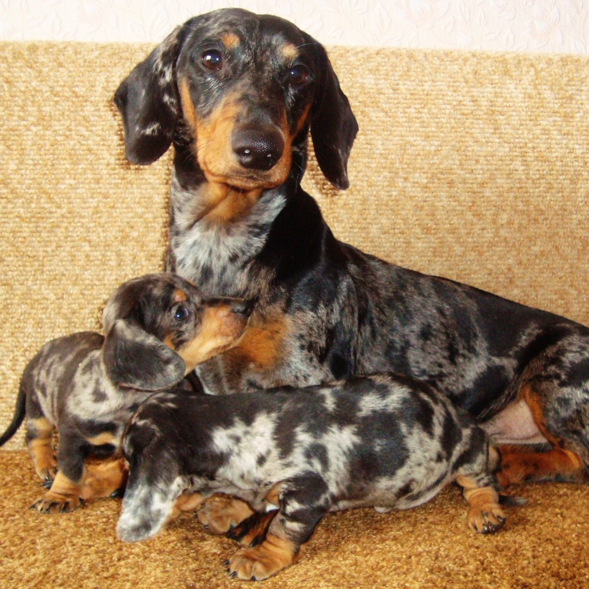 Такса собака мраморная