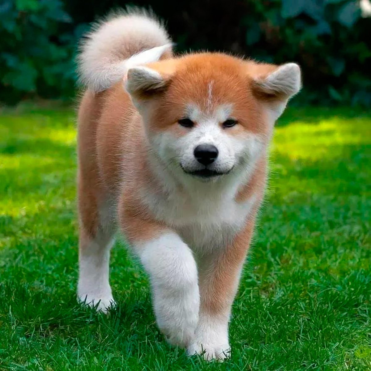 Собаки по знаку зодиака