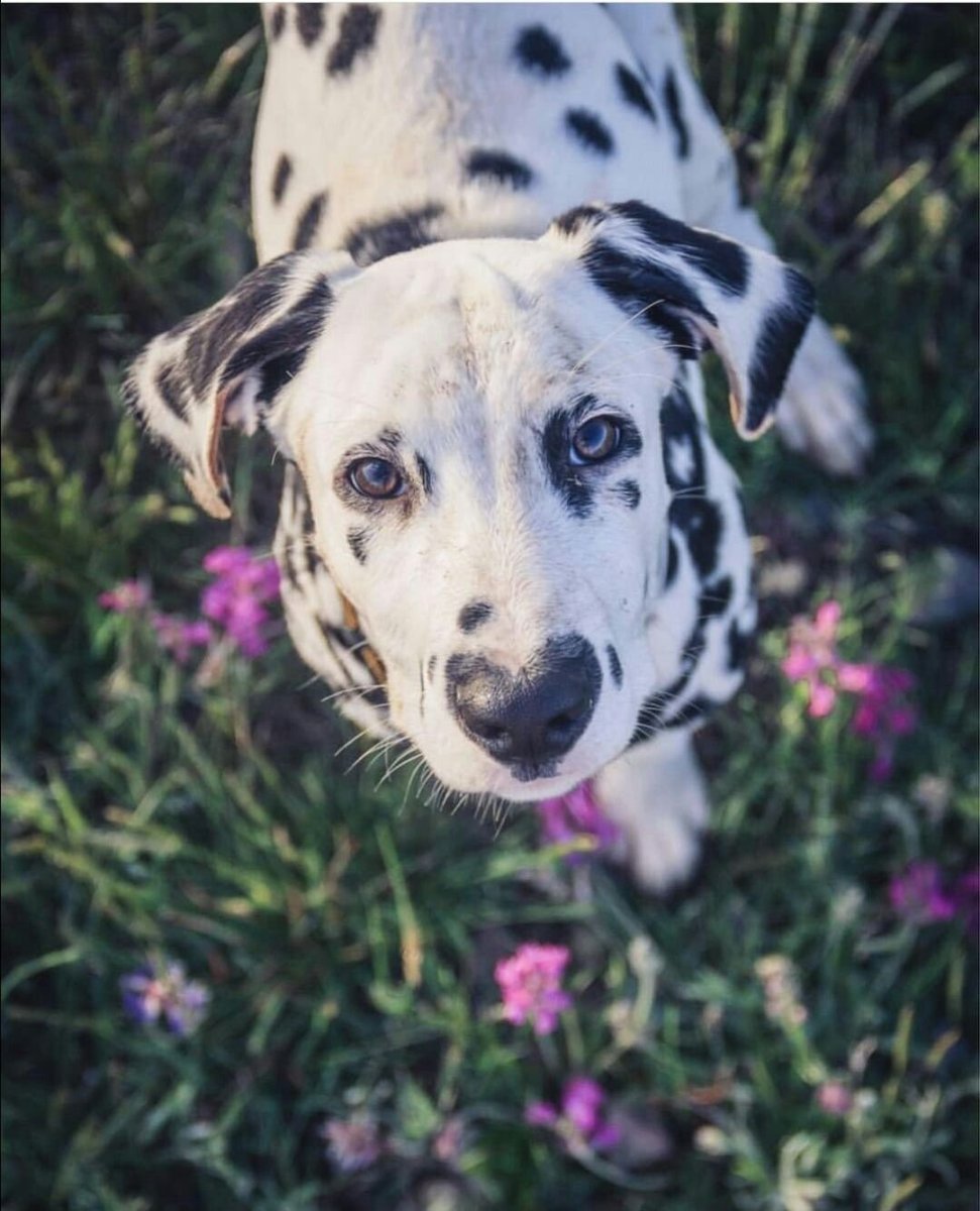 Выучить породы собак