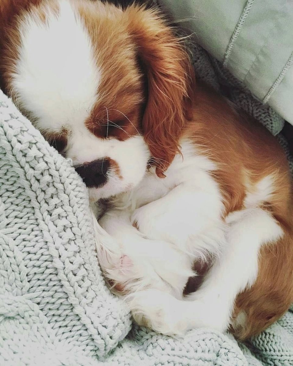 Милые щенки породистые