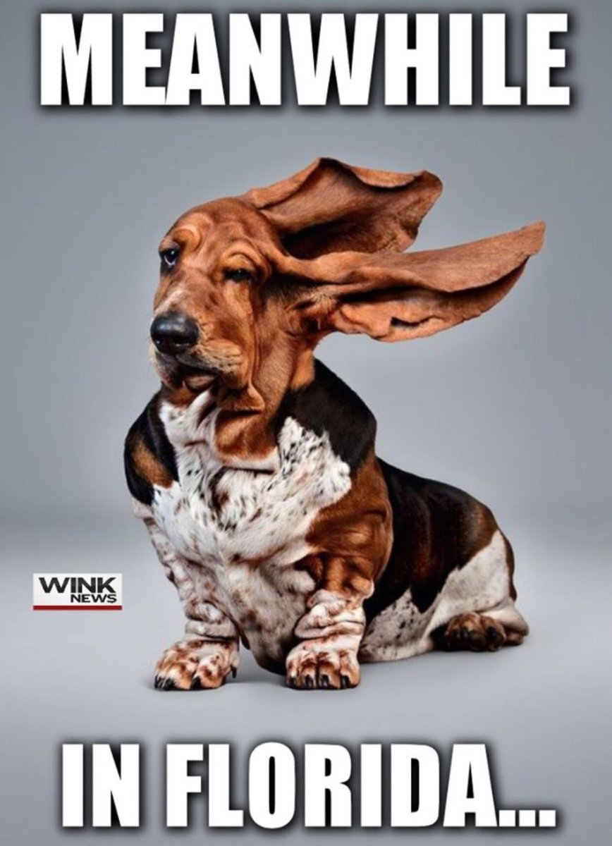 Плакат породы собак