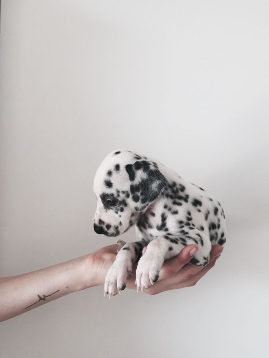 Классификации пород собак международной кинологической Федерации