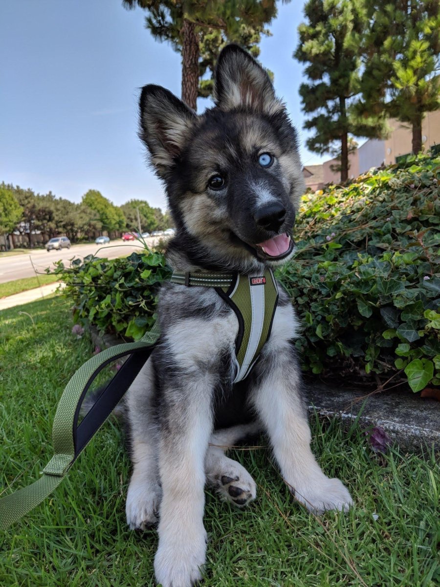 Герберийский шепски