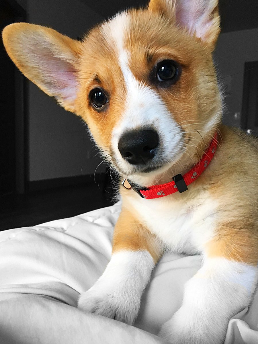 Чивини порода собак