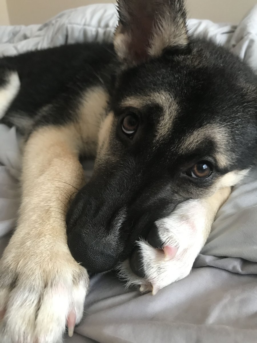 Герберийский шепски