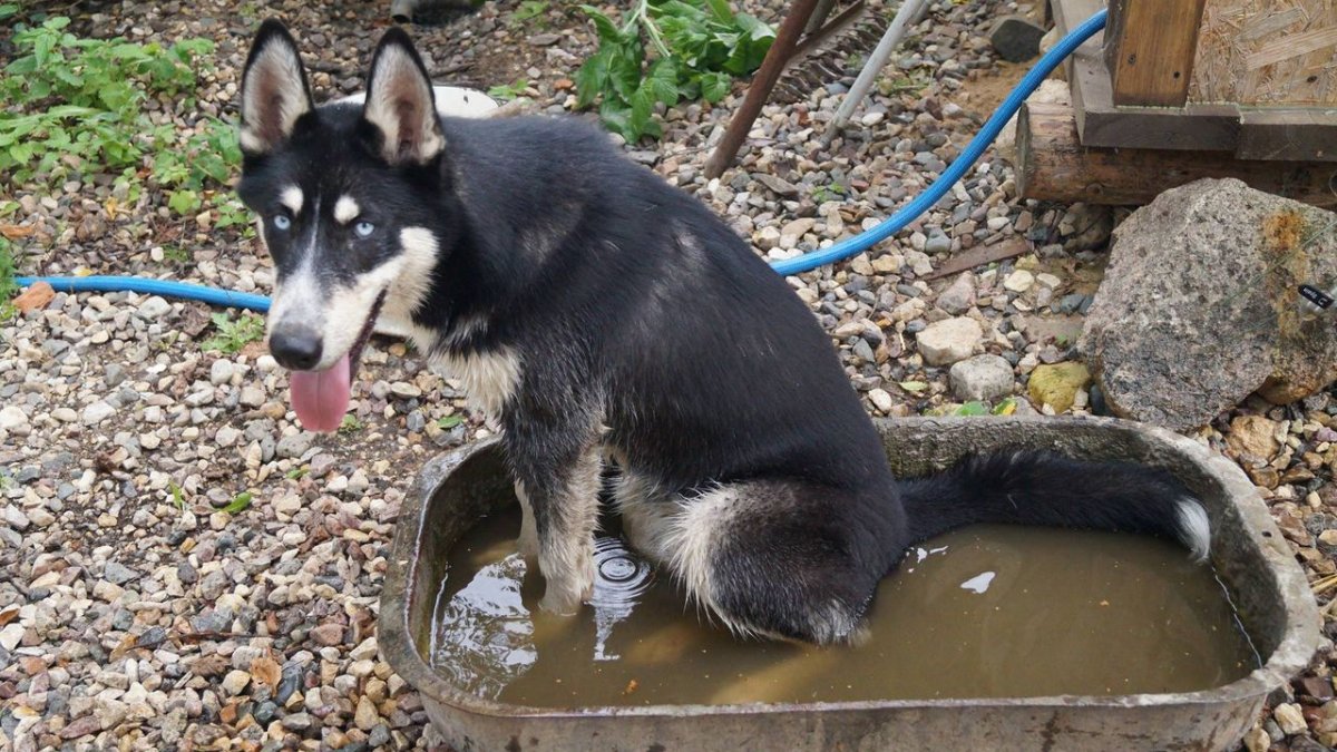 Помесь хаски и корги