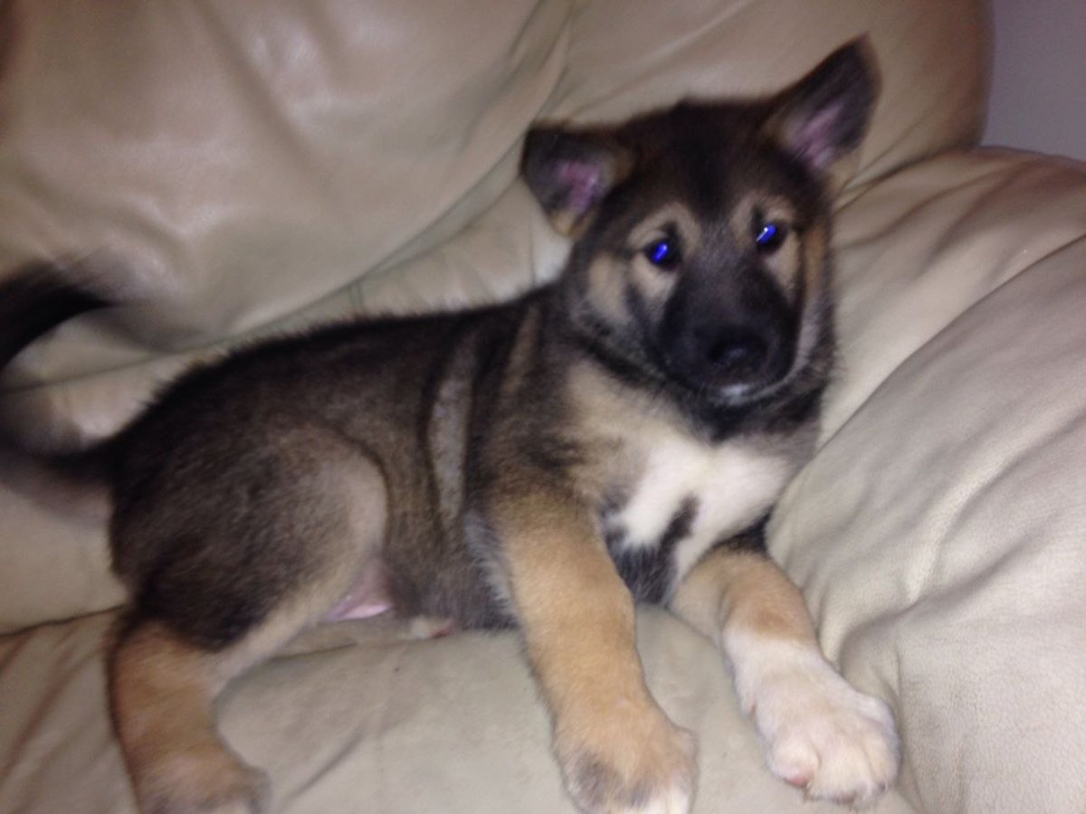 Восточно-европейская овчарка смешанная с хаски