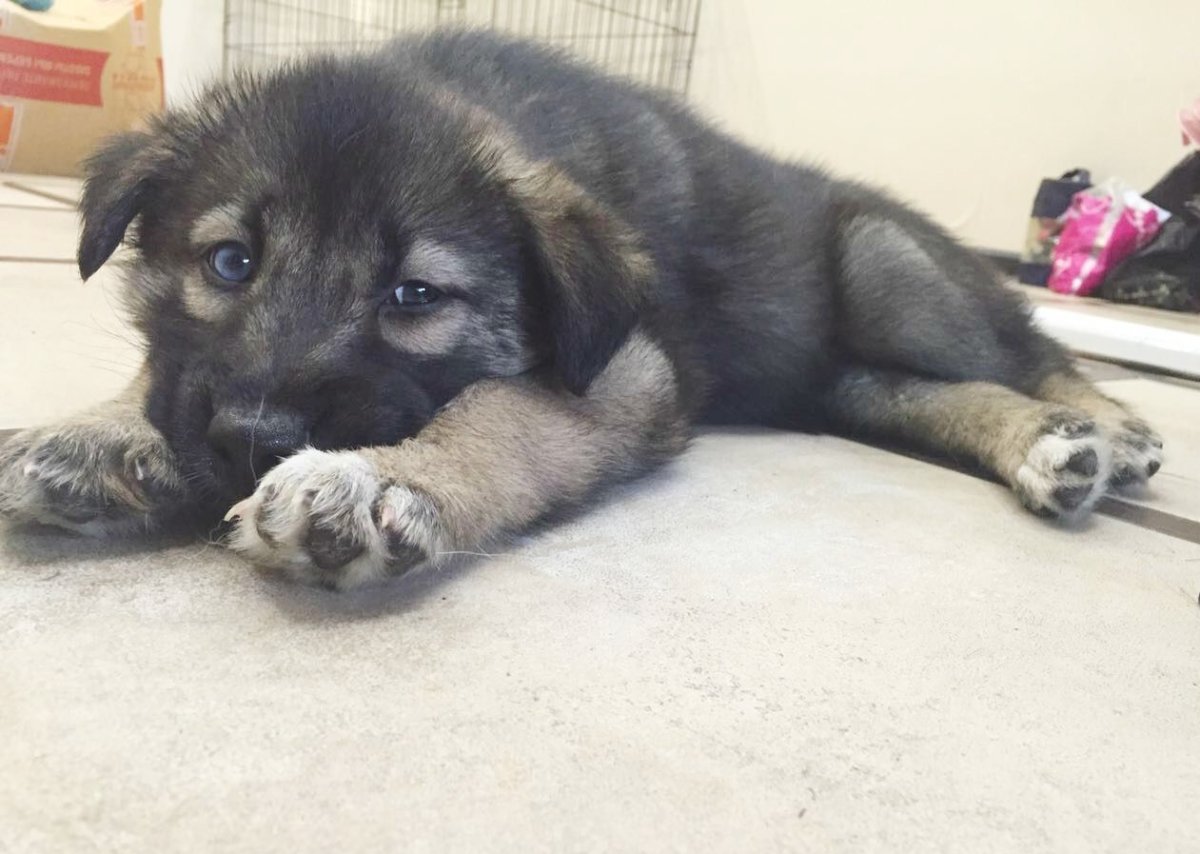 Смесь хаски и дворняжки