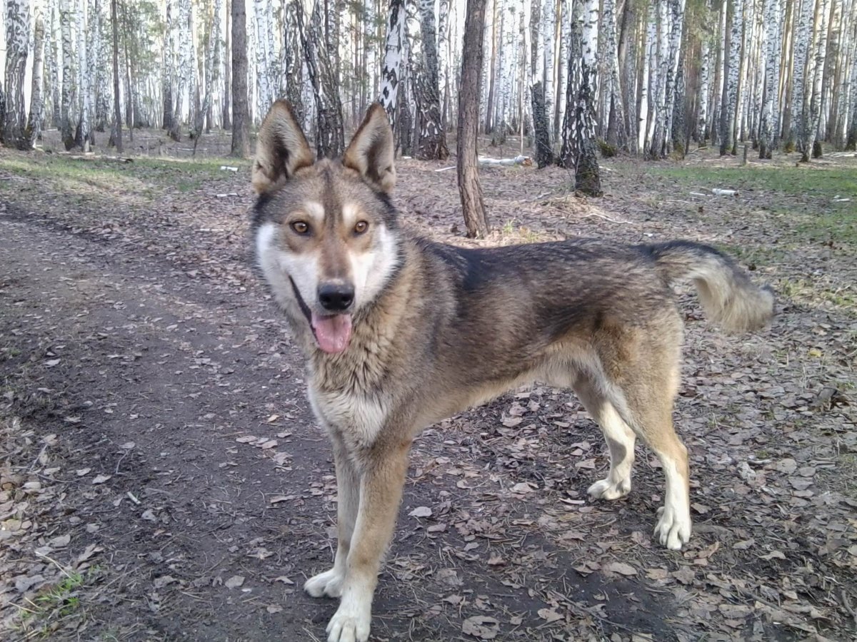 Метис хаски