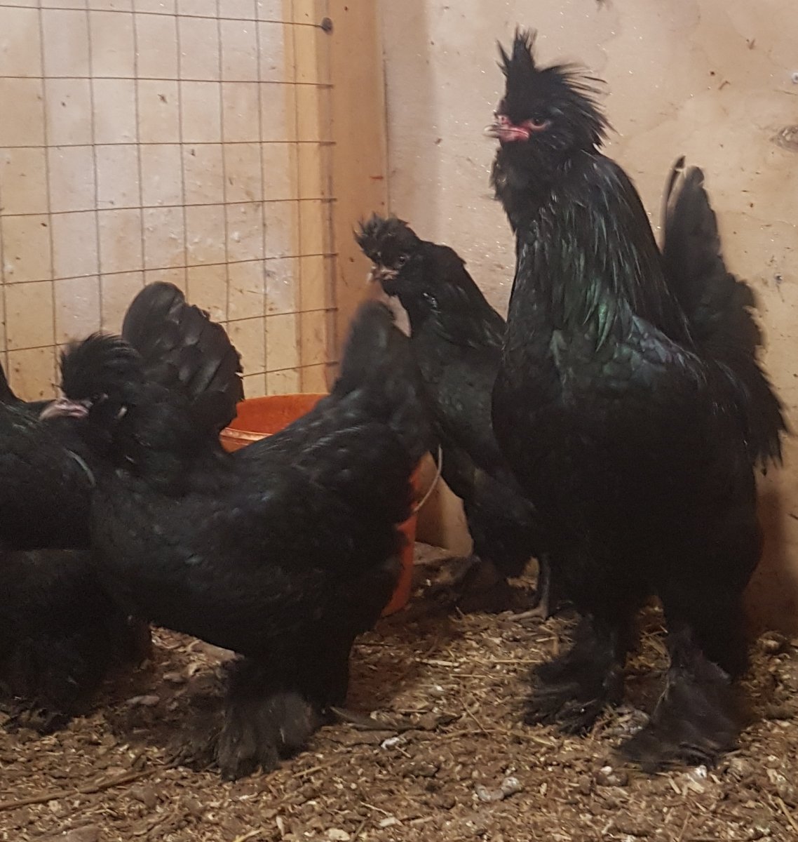 Сибирская мохноножка порода кур