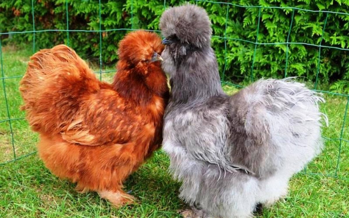 Китайская шелковая куропатчатая