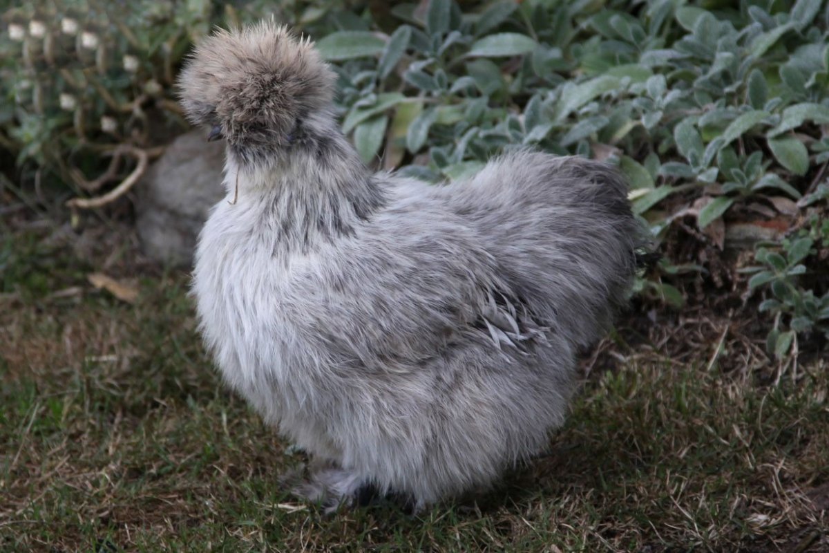 Китайская шелковая Сплеш