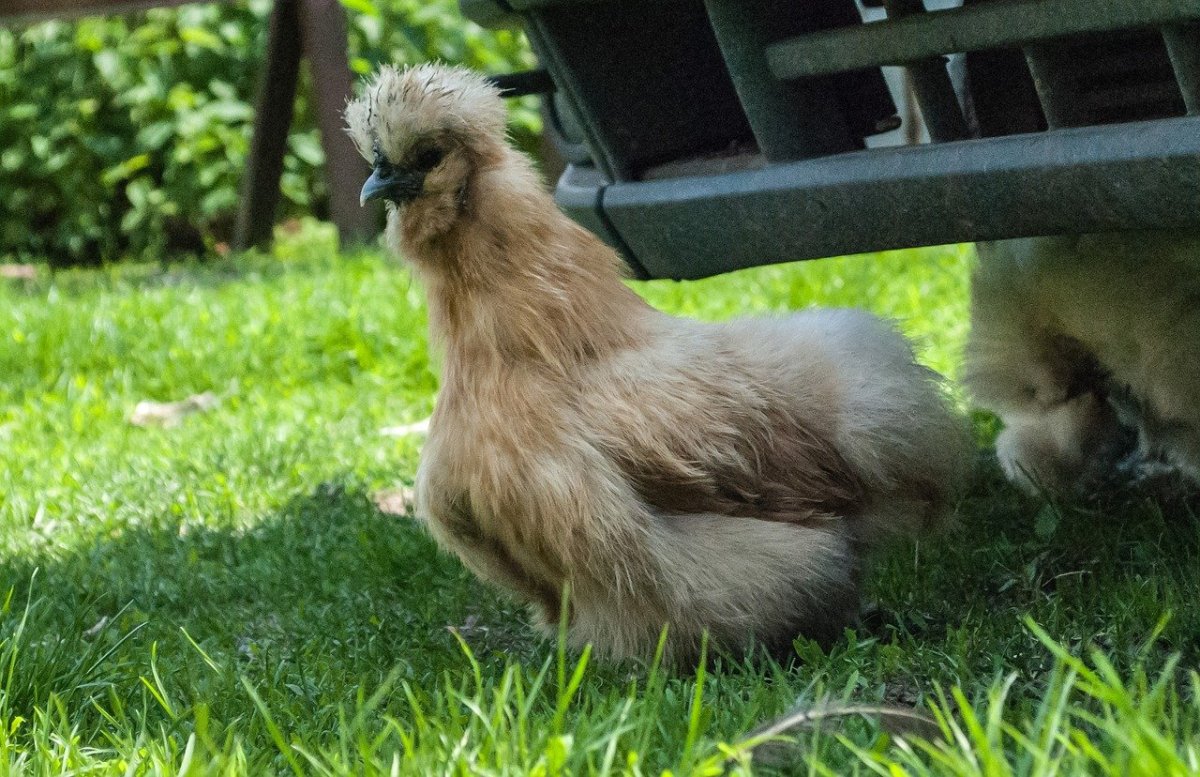 Хохлатая Курочка падуан