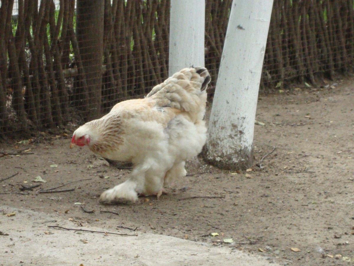 Курицы с мохнатыми лапами