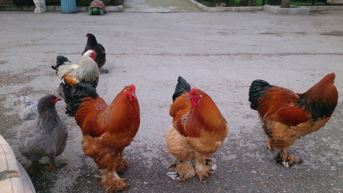 Брама с человеком