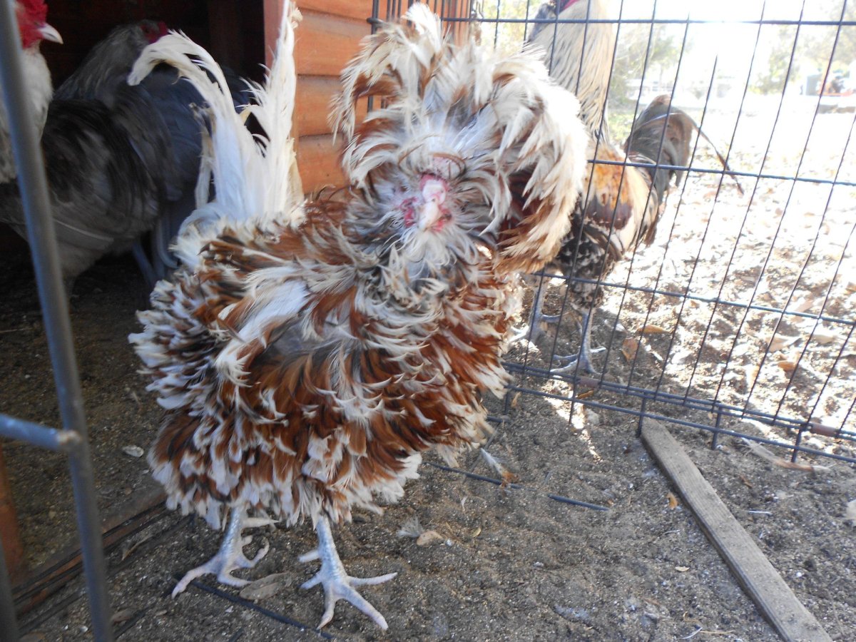 Куры с лохматыми ногами