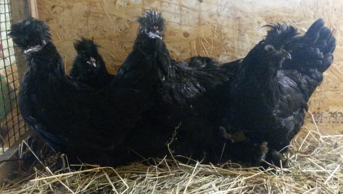 Черные куры с мохнатыми лапами